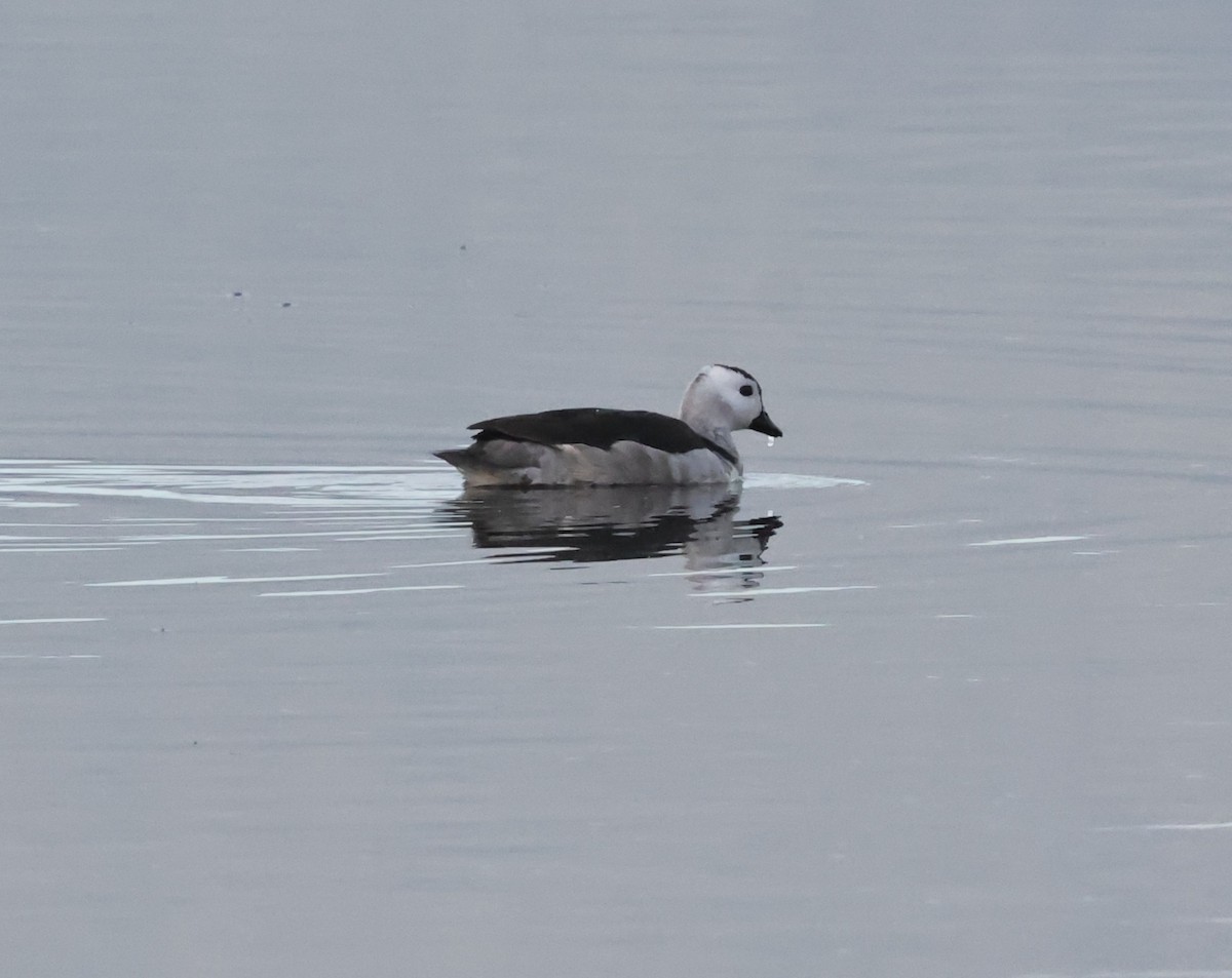 Cotton Pygmy-Goose - ML638621716