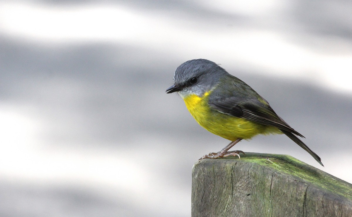 Eastern Yellow Robin - ML638621717