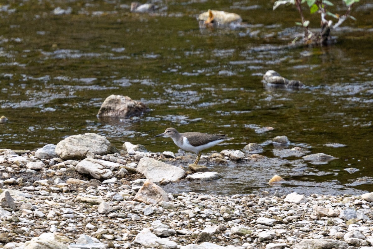 Common Sandpiper - ML638621718