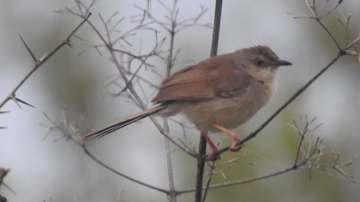 Jungle Prinia - ML638621721