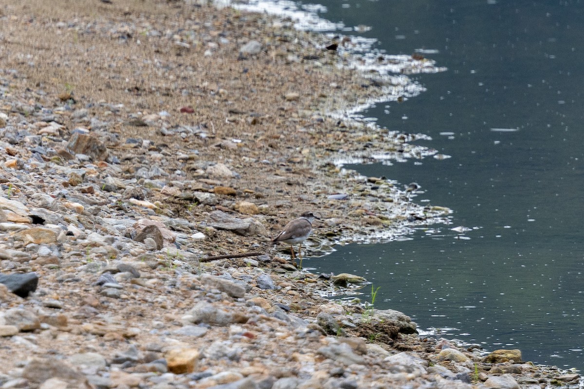Long-billed Plover - ML638621722