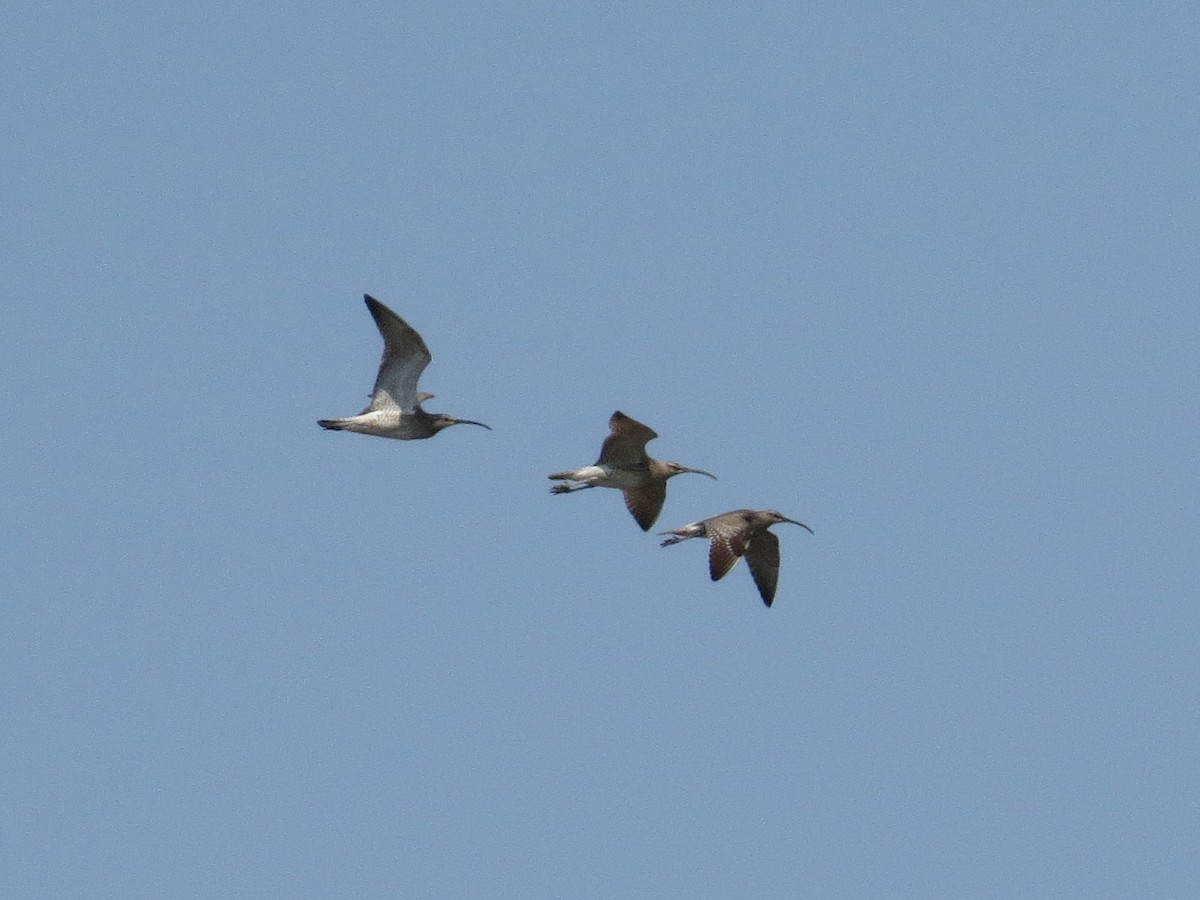 Whimbrel - ML638621723