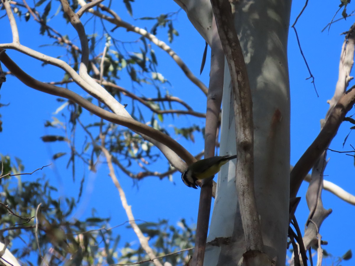 Eastern Shrike-tit - ML638621726