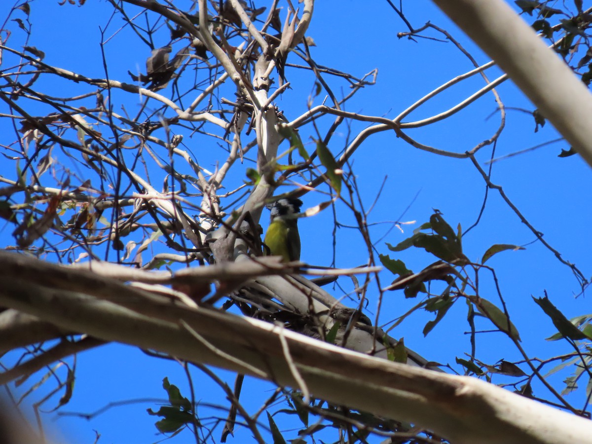 Eastern Shrike-tit - ML638621734