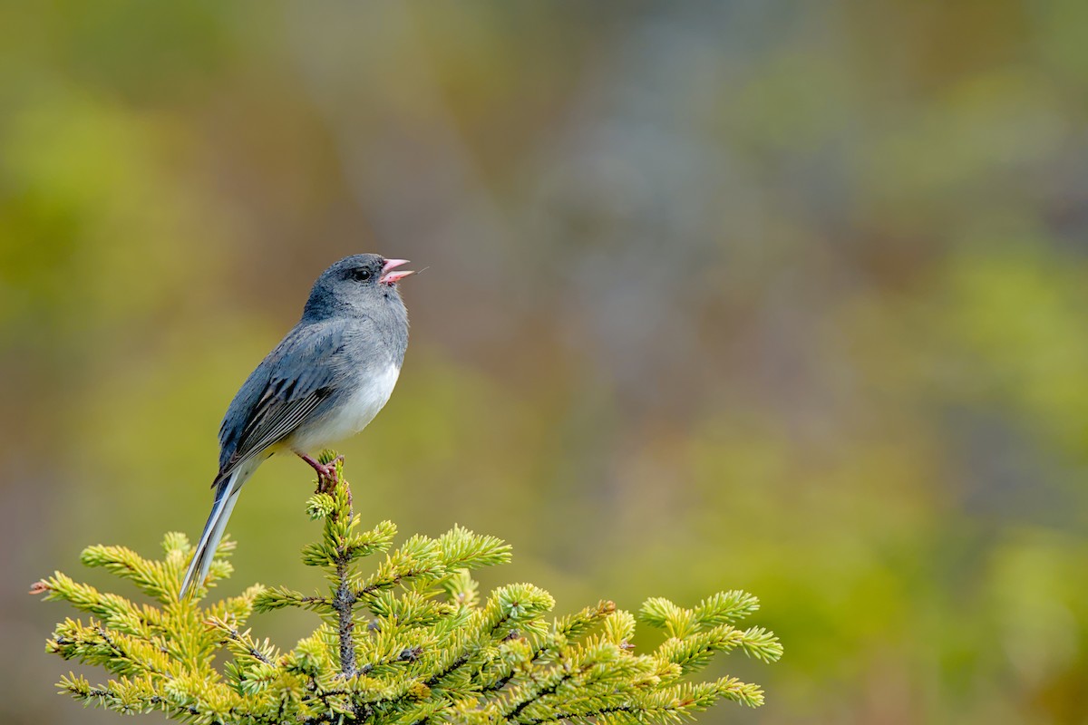 Dark-eyed Junco - ML638621735
