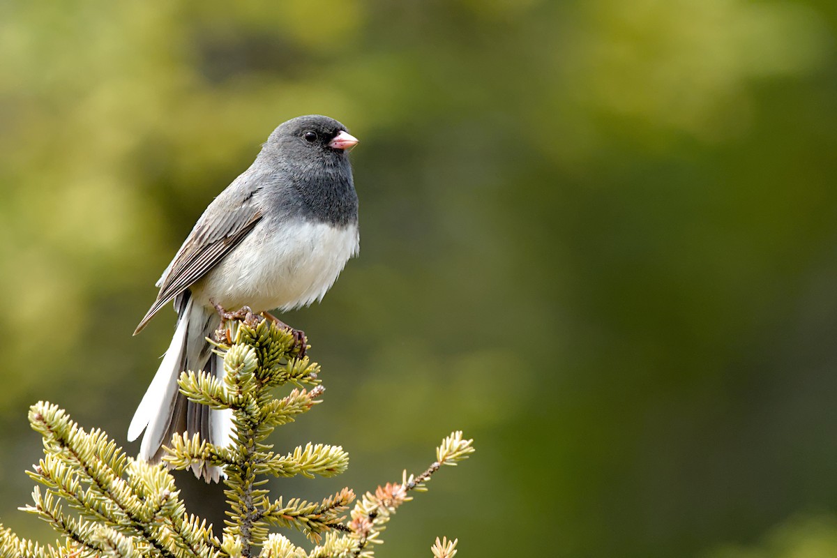 Dark-eyed Junco - ML638621736