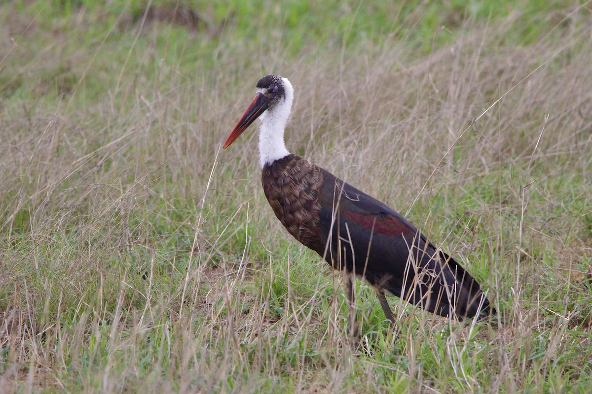 African Woolly-necked Stork - ML638621763