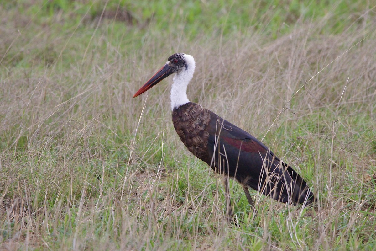 African Woolly-necked Stork - ML638621764