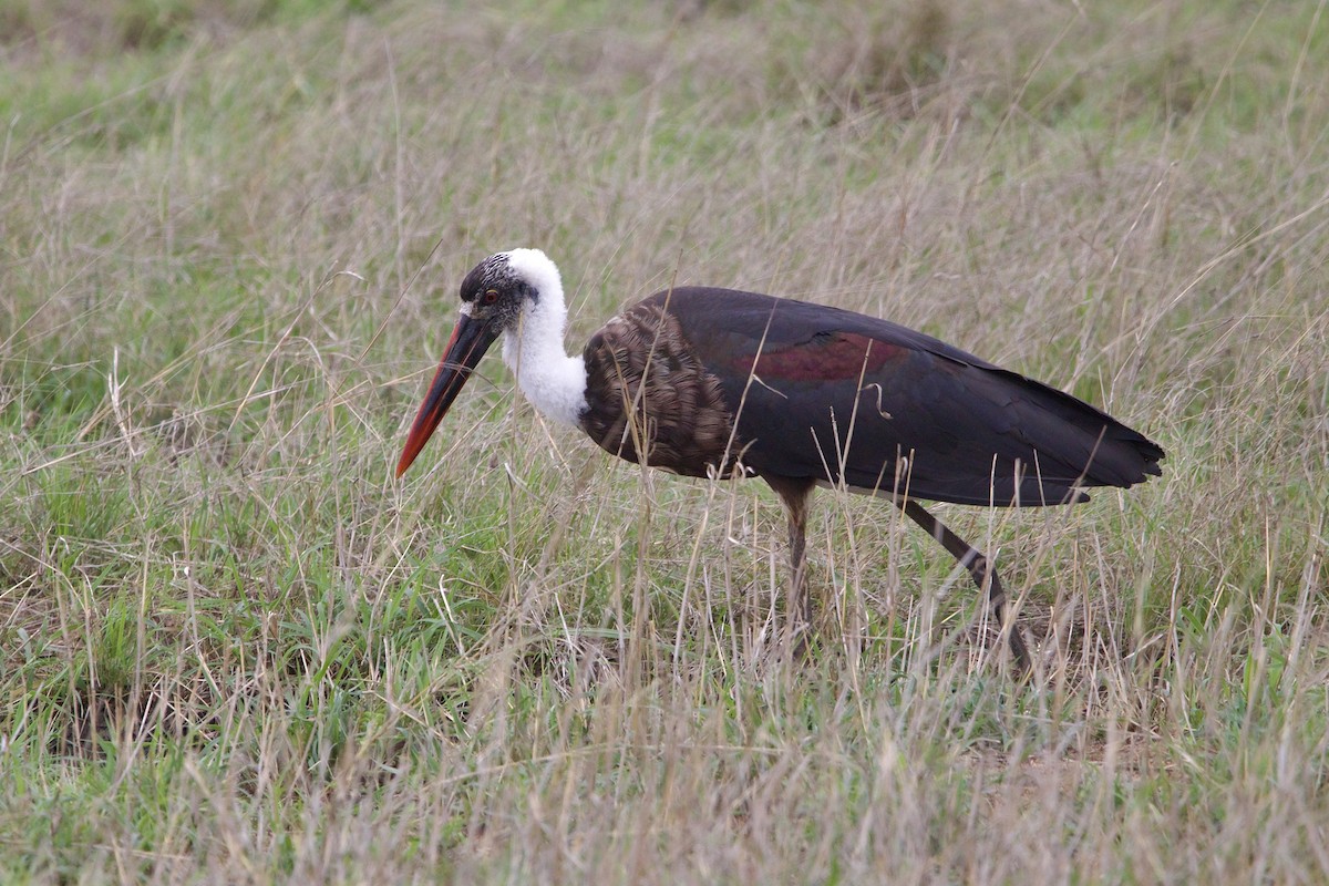 African Woolly-necked Stork - ML638621765
