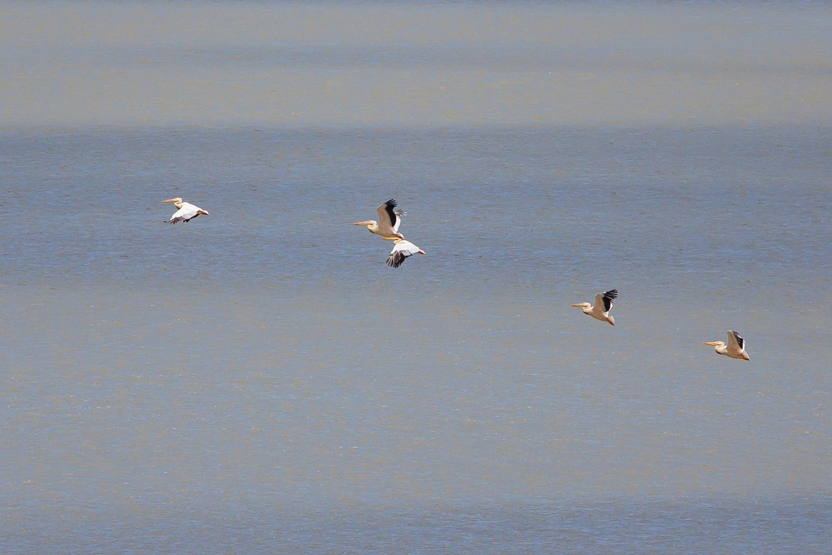 Great White Pelican - ML638621796