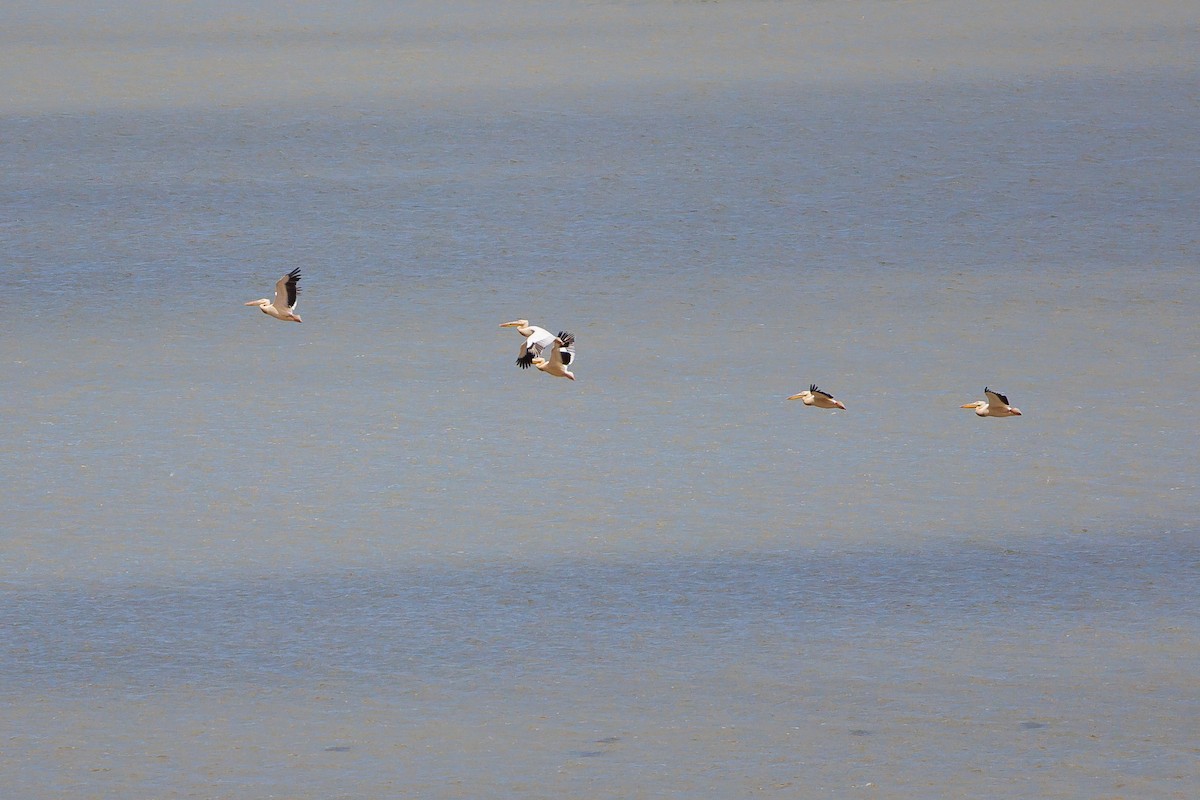 Great White Pelican - ML638621797