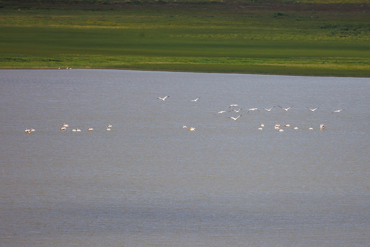 Great White Pelican - ML638621798