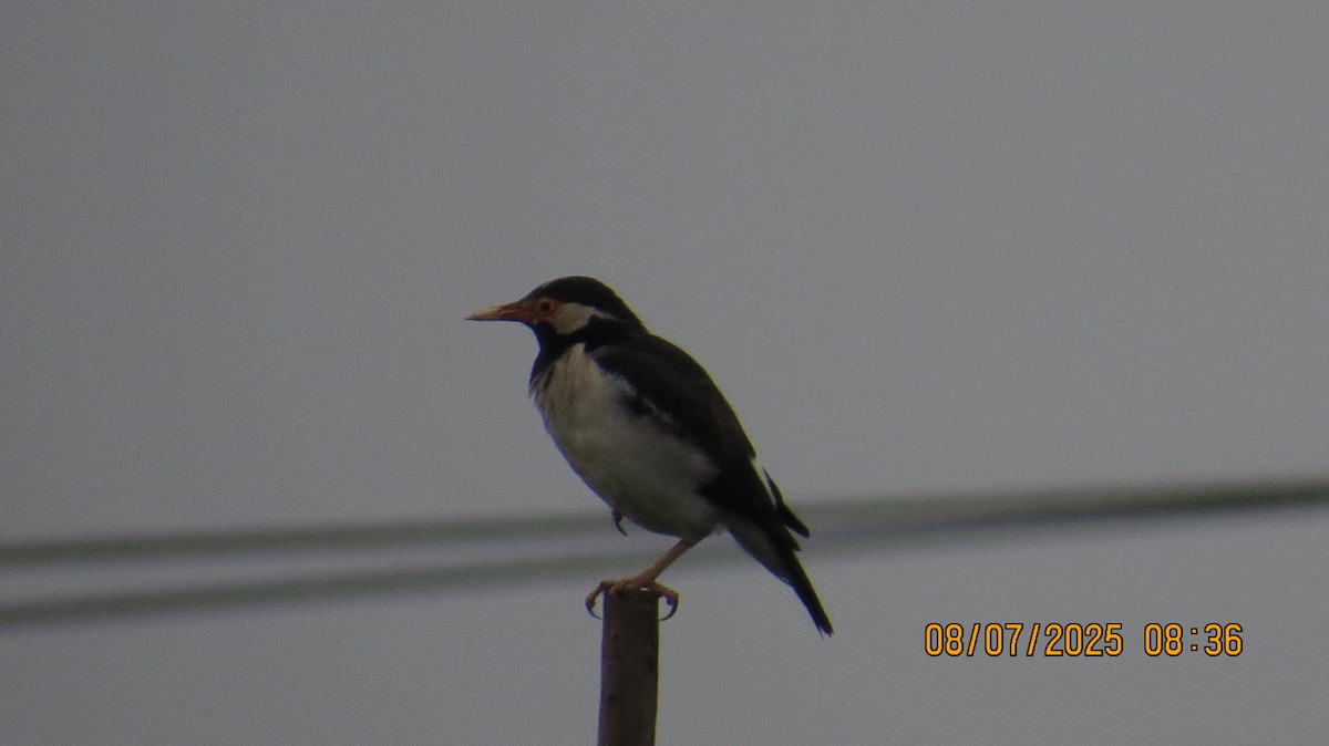 Indian Pied Starling - ML638621878