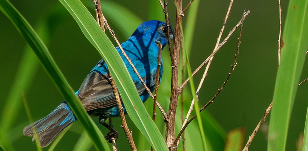 Indigo Bunting - ML638621908