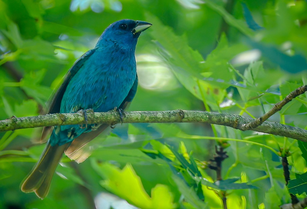 Indigo Bunting - ML638621910