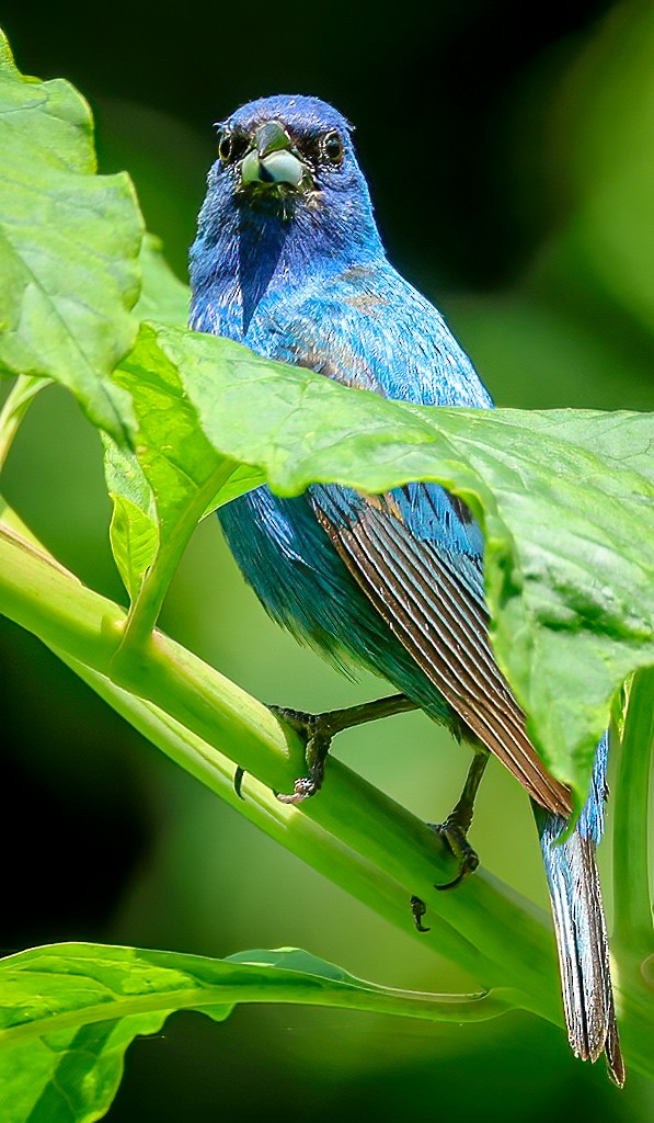 Indigo Bunting - ML638621911