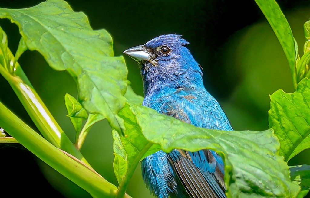 Indigo Bunting - ML638621913
