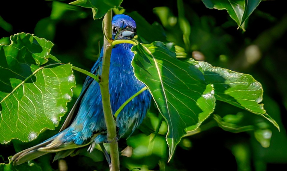 Indigo Bunting - ML638621914