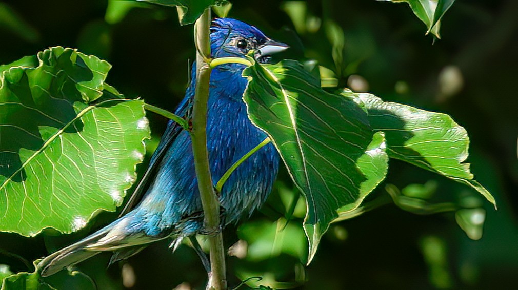 Indigo Bunting - ML638621916