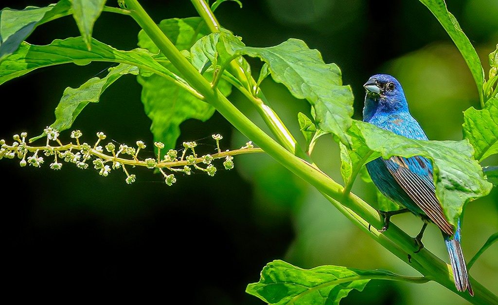 Indigo Bunting - ML638621917