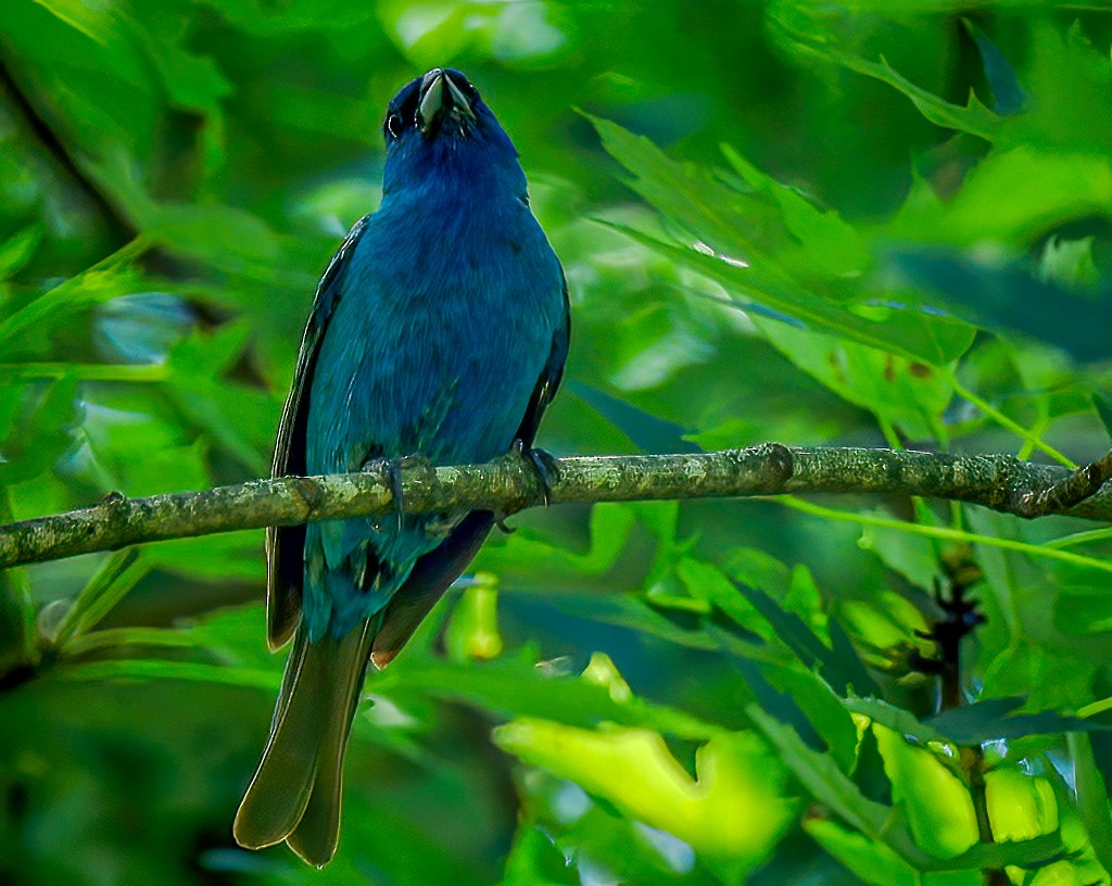 Indigo Bunting - ML638621918