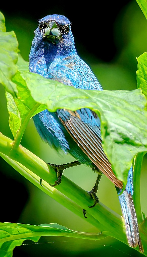 Indigo Bunting - ML638621920