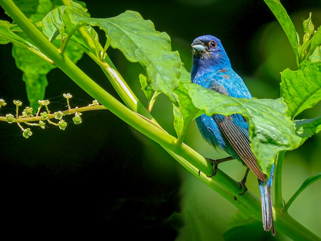 Indigo Bunting - ML638621921