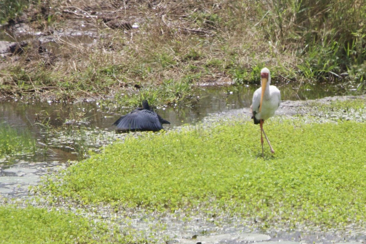 Black Heron - ML638621922