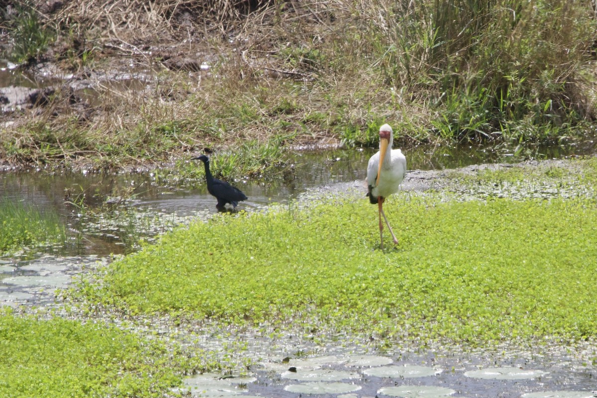 Black Heron - ML638621923