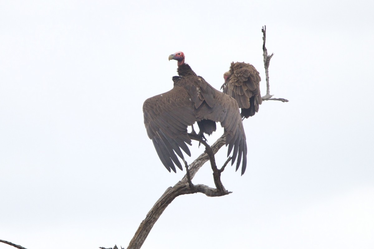 Lappet-faced Vulture - ML638621929
