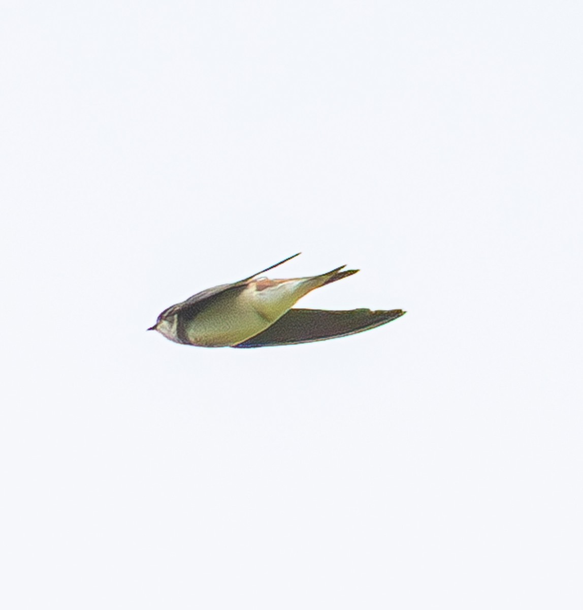 Bank Swallow - ML638621960