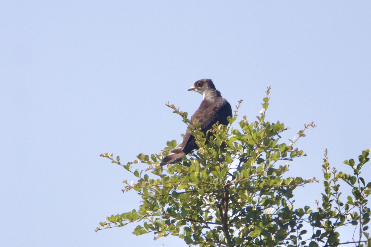 Thick-billed Cuckoo (African) - ML638621967