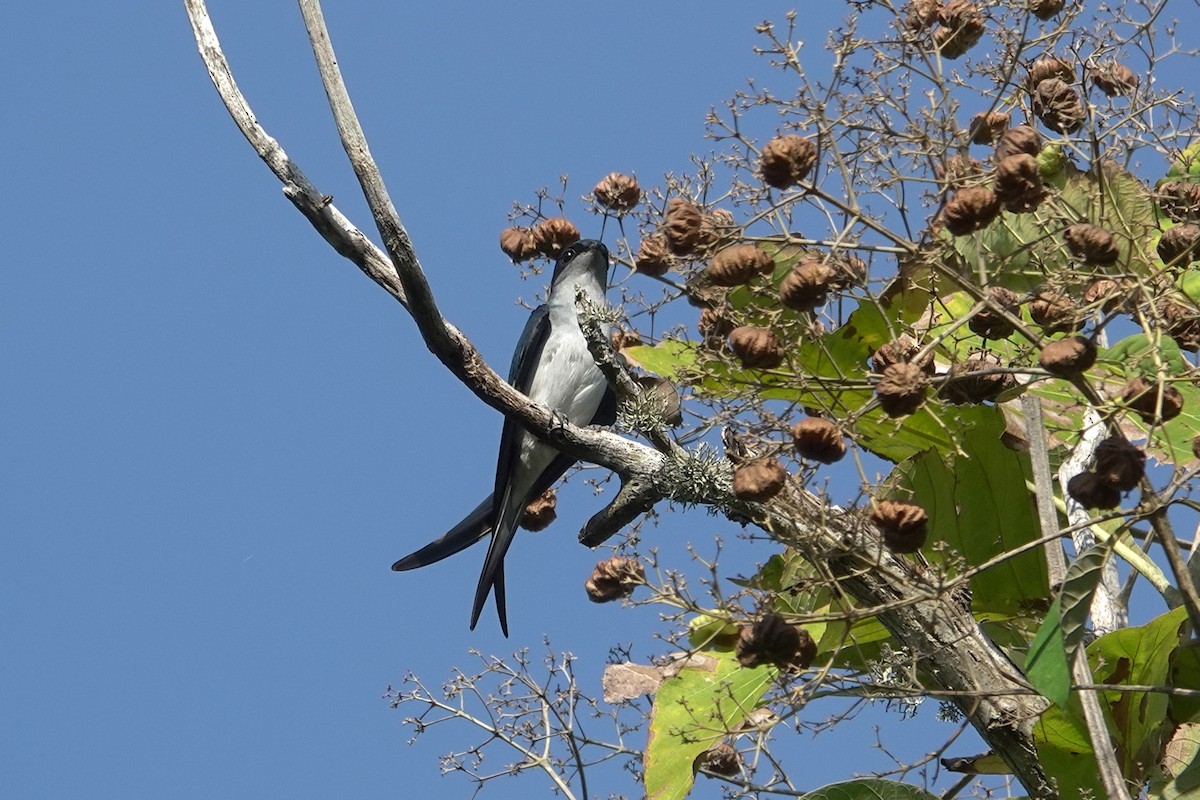 Gray-rumped Treeswift - ML638621968