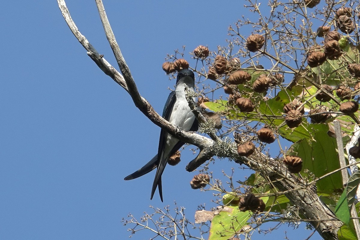 Gray-rumped Treeswift - ML638621969
