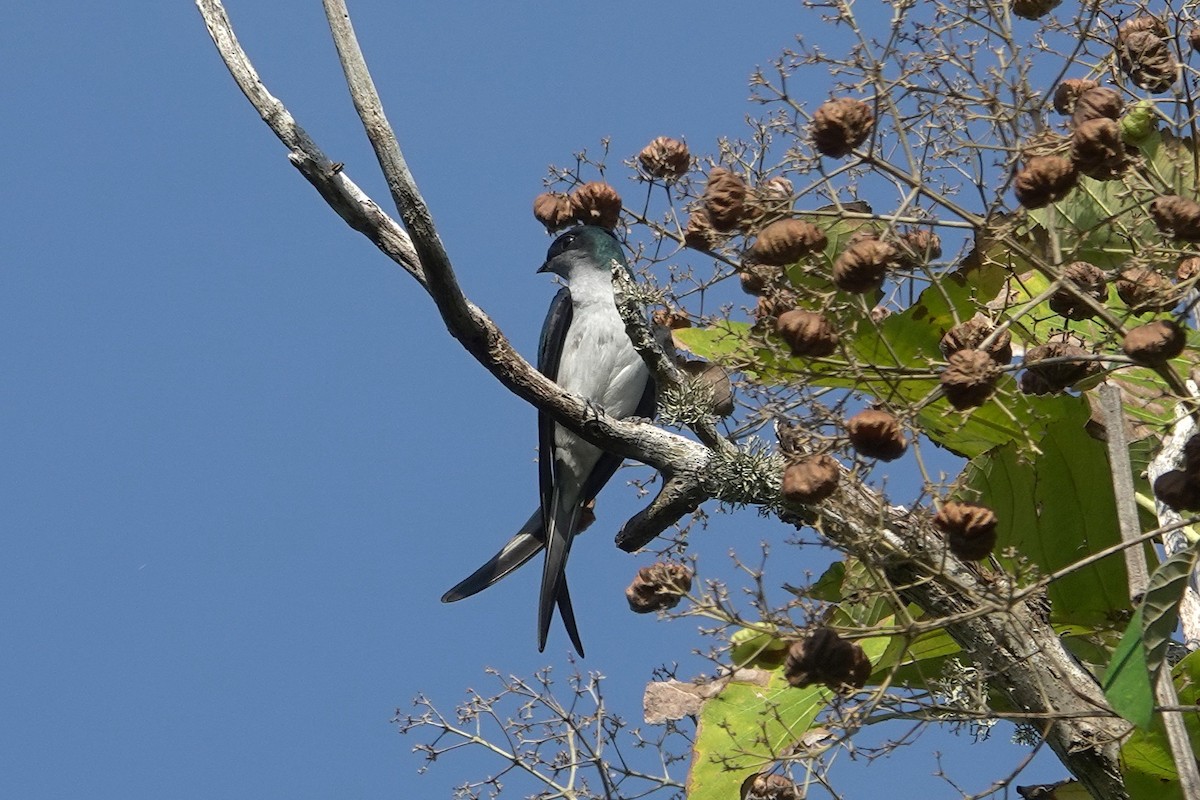Gray-rumped Treeswift - ML638621970