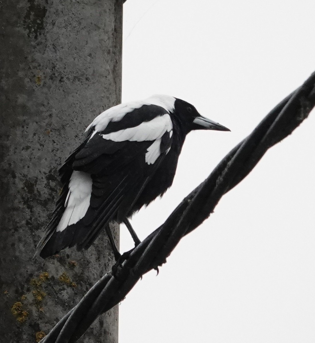 Australian Magpie - ML638621971