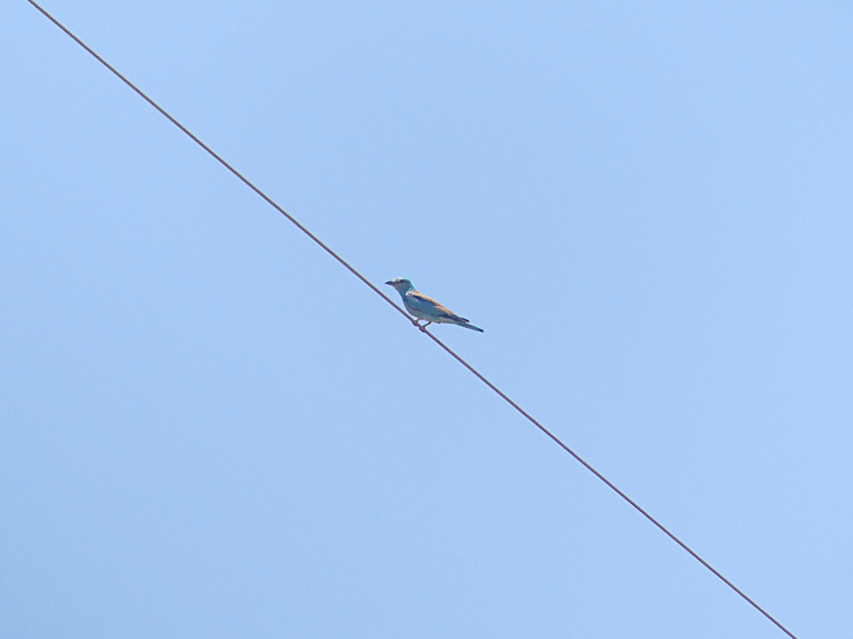 כחל מצוי - ML638621982