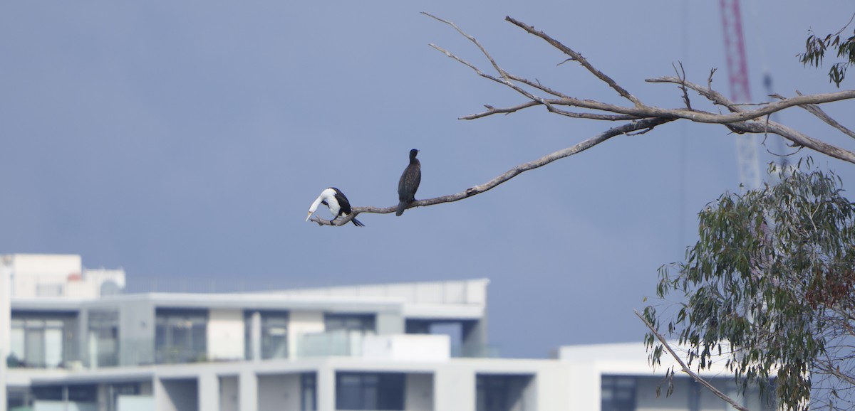 Pied Cormorant - ML638621990