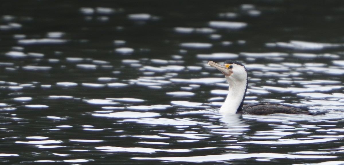 Pied Cormorant - ML638621991