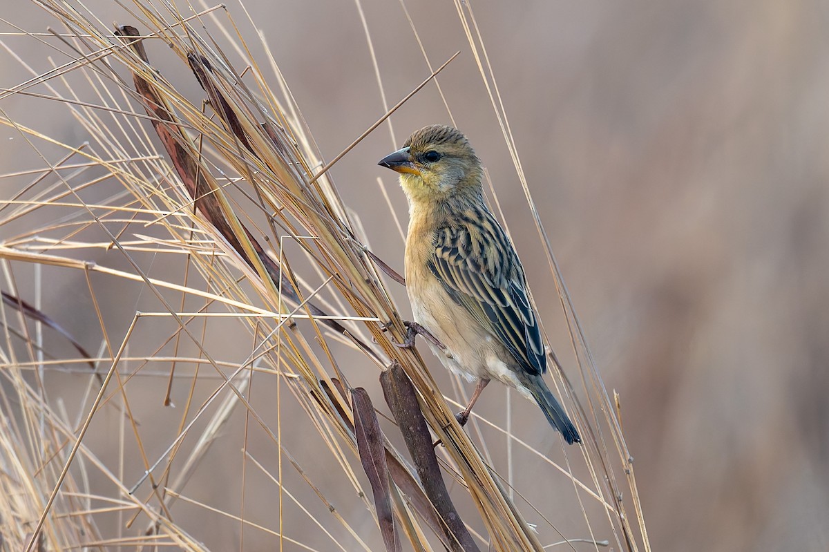 Baya Weaver - ML638621996