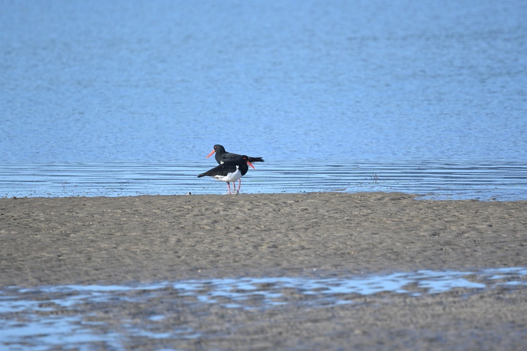 Pied Oystercatcher - ML638622090