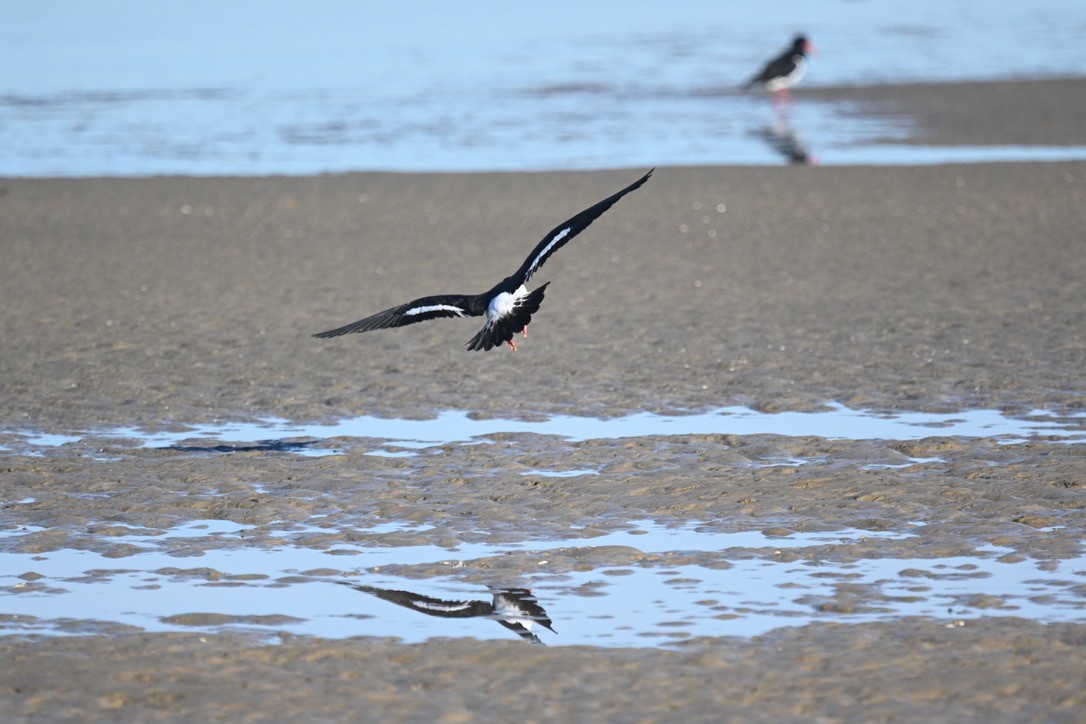 Pied Oystercatcher - ML638622091
