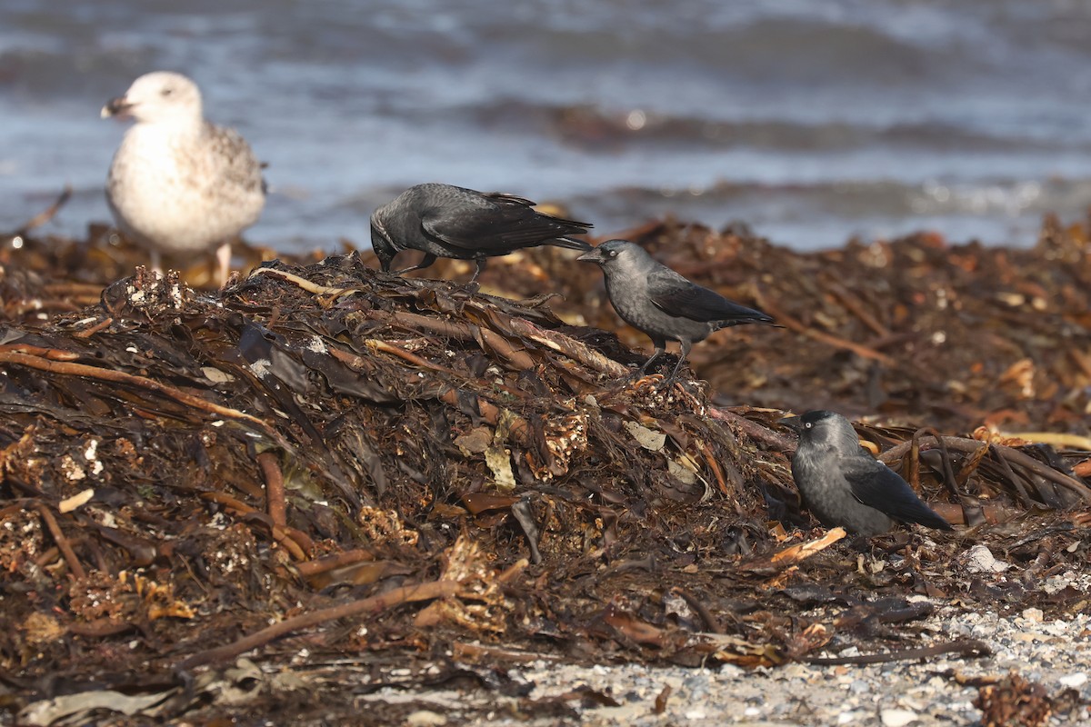 Eurasian Jackdaw - ML638622105