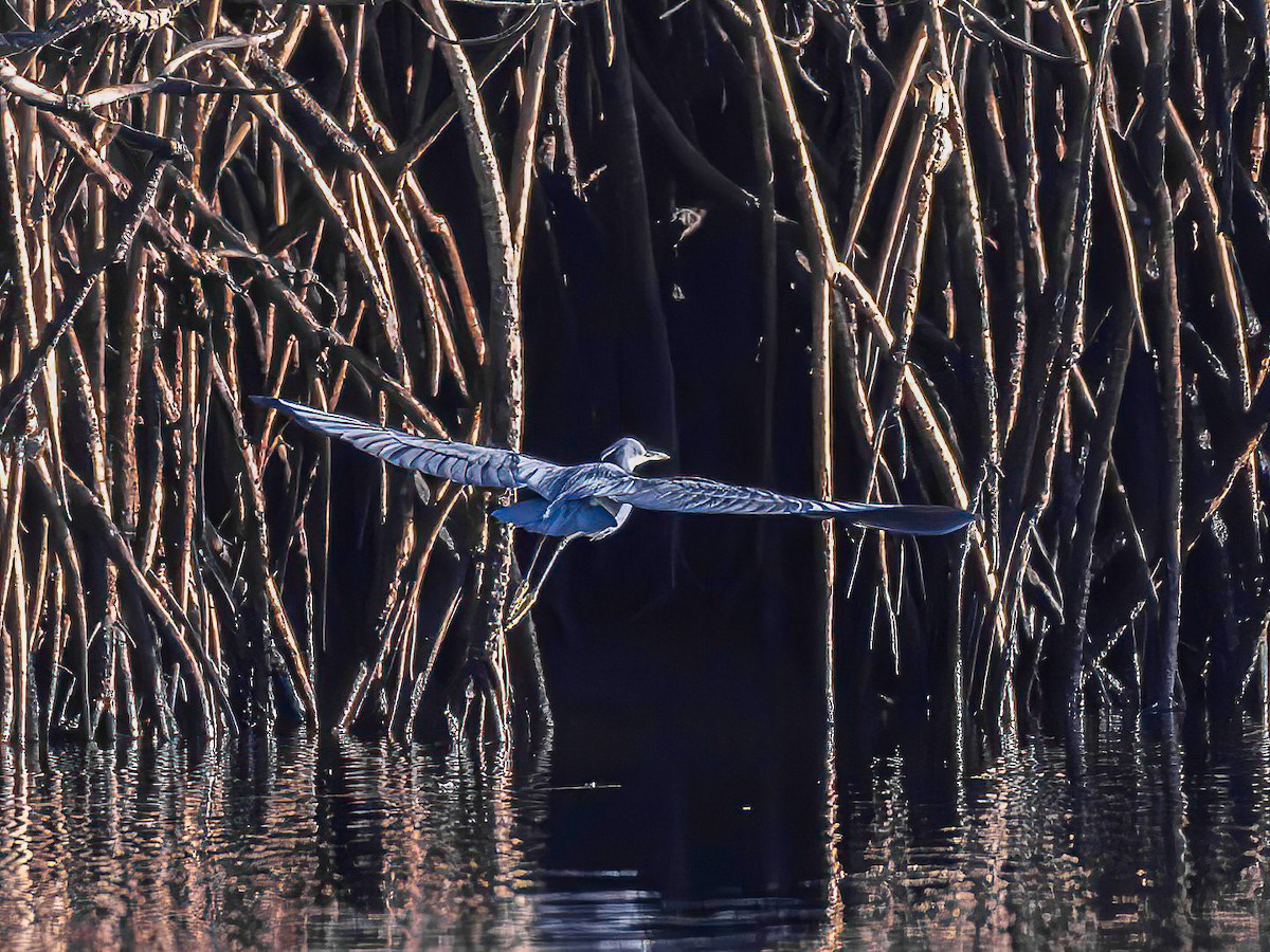Western Reef-Heron - ML638622110