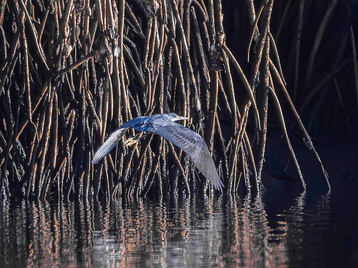 Western Reef-Heron - ML638622114