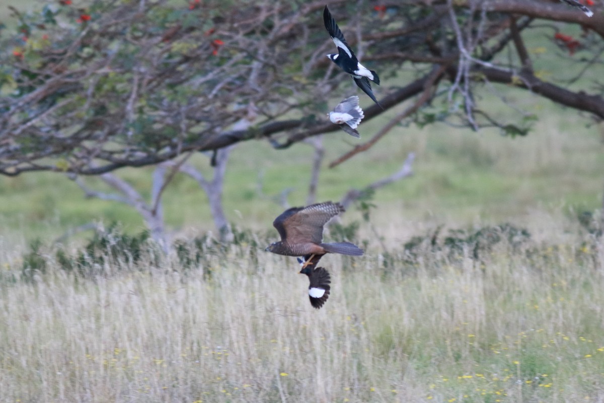 Brown Goshawk - ML638622119
