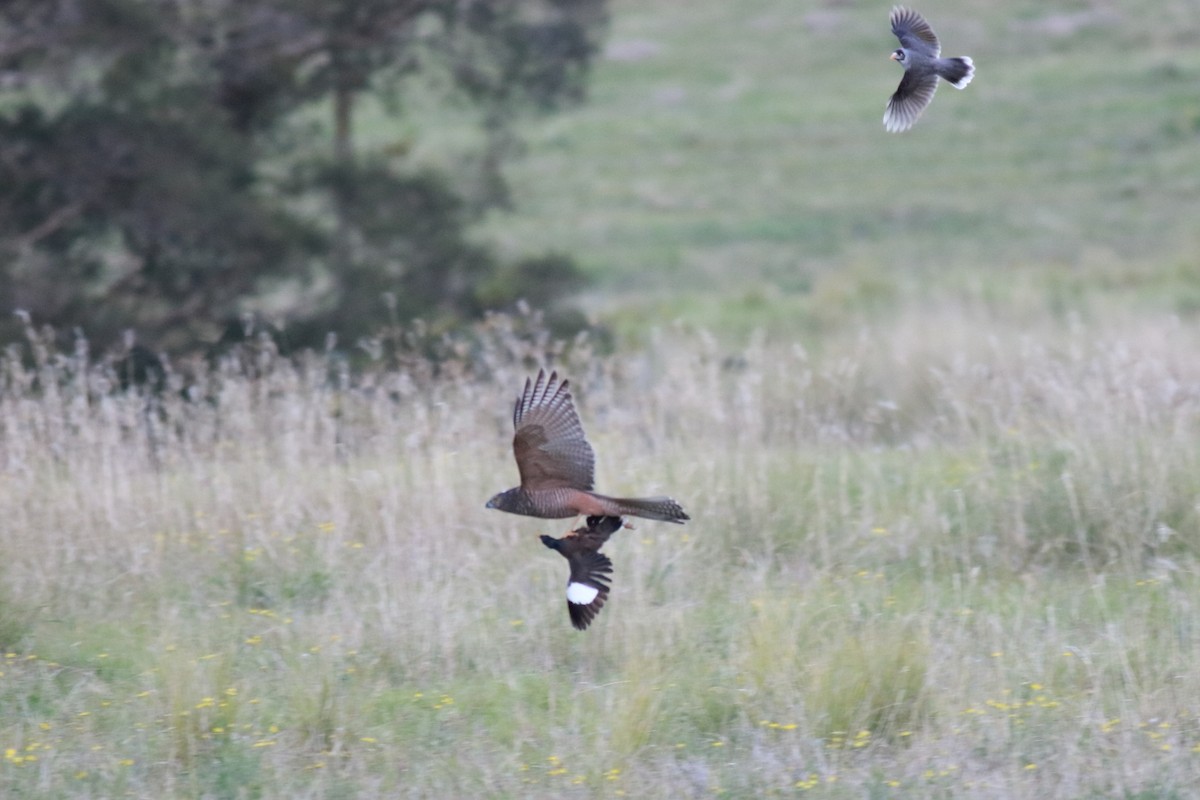 Brown Goshawk - ML638622121