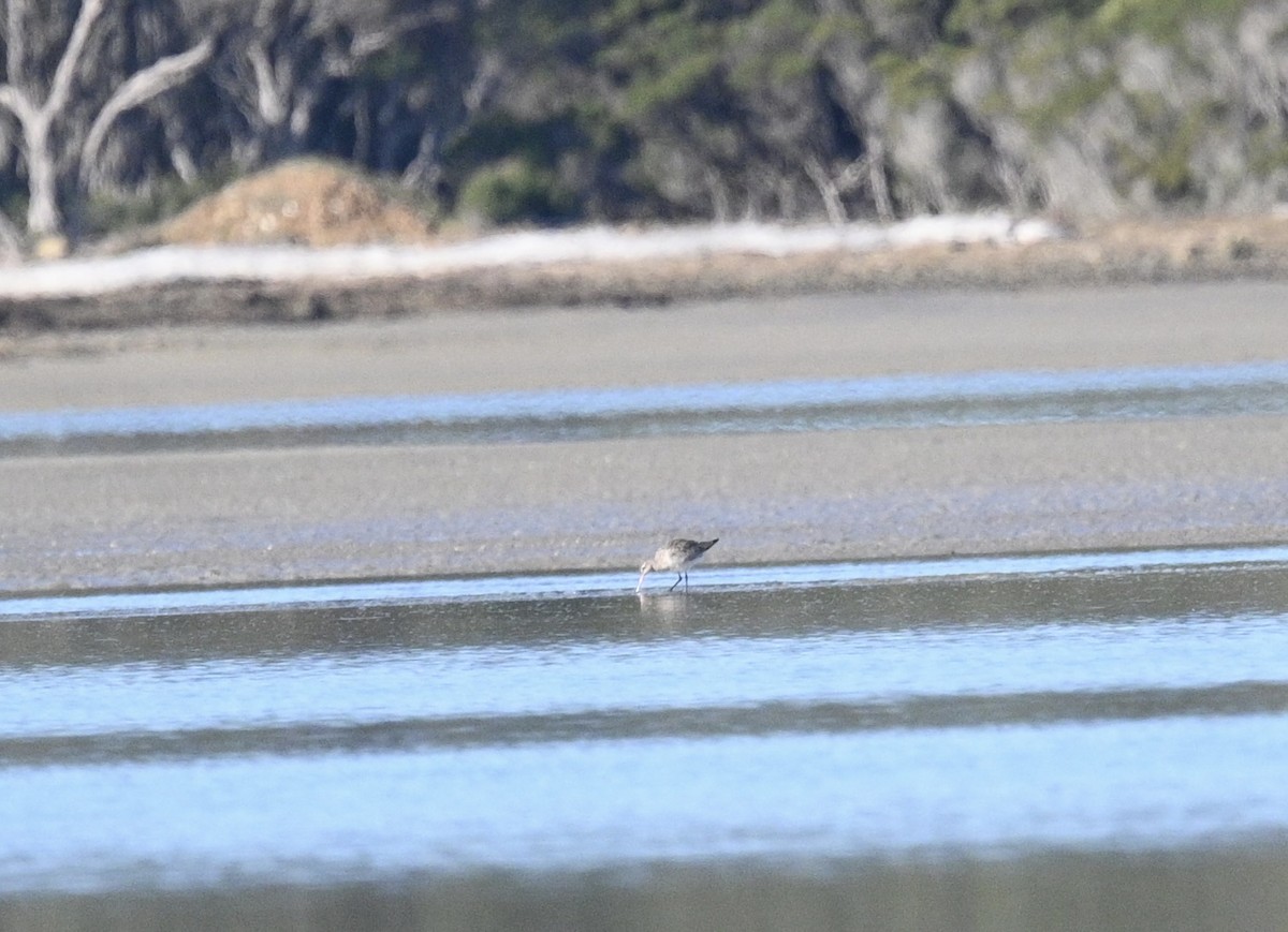 Bar-tailed Godwit - ML638622123