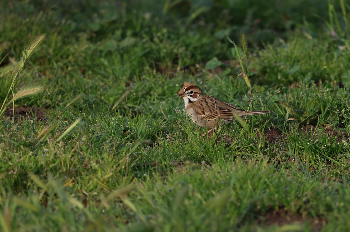 Lark Sparrow - ML638622124