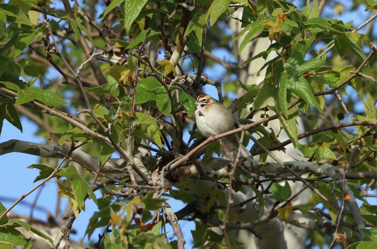 Lark Sparrow - ML638622125